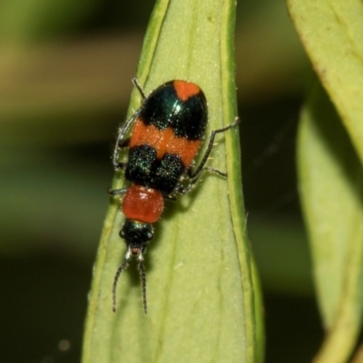 Aulacophora hilaris (Pumpkin Beetle) at Higgins, ACT - 22 Jan 2024 by AlisonMilton