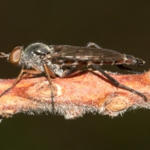 Therevidae (family) at Higgins, ACT - 23 Jan 2024