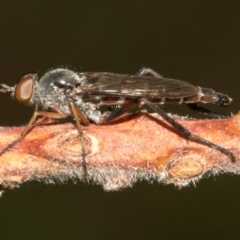 Therevidae (family) (Unidentified stiletto fly) at Higgins, ACT - 22 Jan 2024 by AlisonMilton