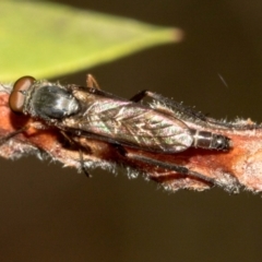 Therevidae (family) at Higgins, ACT - 23 Jan 2024