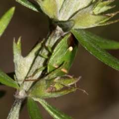 Ocirrhoe unimaculata (Green Stink Bug) at Higgins, ACT - 22 Jan 2024 by AlisonMilton