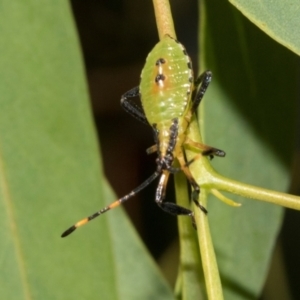 Amorbus alternatus at Hawker, ACT - 23 Jan 2024 02:58 PM