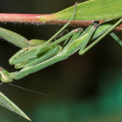 Unidentified Praying mantis (Mantodea) at Hawker, ACT - 23 Jan 2024 by AlisonMilton