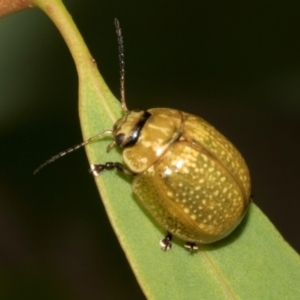 Paropsisterna cloelia at Hawker, ACT - 23 Jan 2024