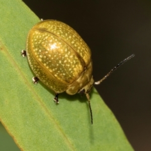 Paropsisterna cloelia at Hawker, ACT - 23 Jan 2024