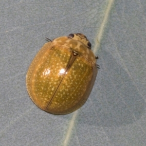 Paropsisterna cloelia at Hawker, ACT - 23 Jan 2024
