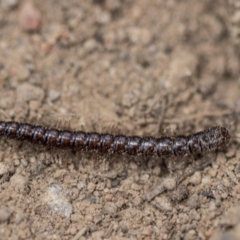 Paradoxosomatidae sp. (family) (Millipede) at Higgins, ACT - 23 Jan 2024 by AlisonMilton