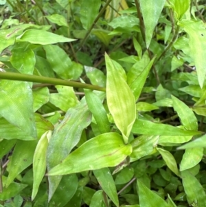 Oplismenus hirtellus at Kangaroo Valley, NSW - suppressed