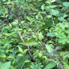 Oplismenus hirtellus at Kangaroo Valley, NSW - suppressed