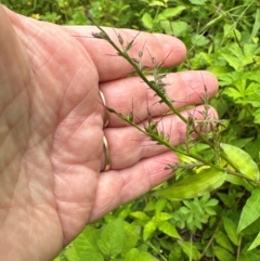 Oplismenus hirtellus at Kangaroo Valley, NSW - suppressed