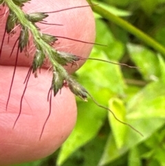 Oplismenus hirtellus at Kangaroo Valley, NSW - suppressed