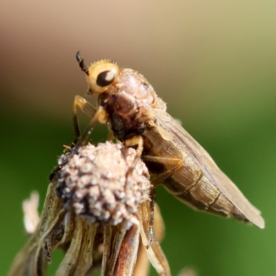 Inopus sp. (genus) (A sugarcane fly) at Hughes, ACT - 30 Jan 2024 by LisaH