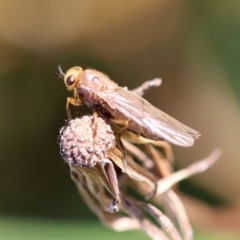 Inopus sp. (genus) at Hughes Grassy Woodland - 30 Jan 2024