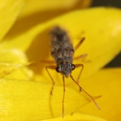 Nysius vinitor (Rutherglen bug) at Hughes Grassy Woodland - 30 Jan 2024 by LisaH