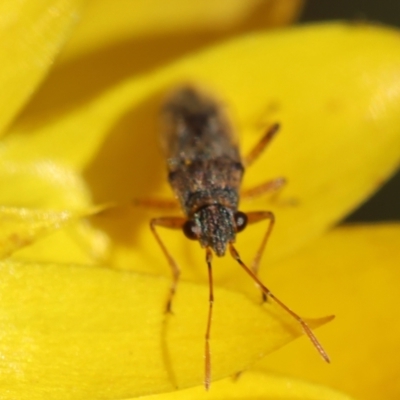 Nysius vinitor (Rutherglen bug) at Hughes Grassy Woodland - 30 Jan 2024 by LisaH