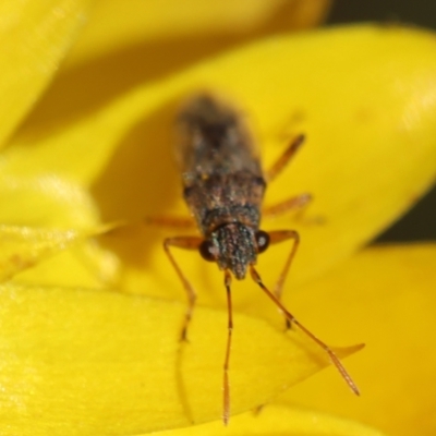 Nysius vinitor (Rutherglen bug) at Hughes, ACT - 30 Jan 2024 by LisaH