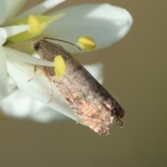 Cydia pomonella (Codling Moth) at Hughes, ACT - 30 Jan 2024 by LisaH