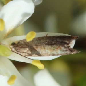 Cydia pomonella at Red Hill to Yarralumla Creek - 30 Jan 2024