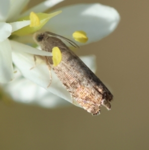 Cydia pomonella at Red Hill to Yarralumla Creek - 30 Jan 2024