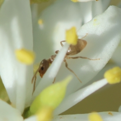 Dolichoderinae (subfamily) at Hughes, ACT - 30 Jan 2024 by LisaH