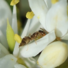 Dolichoderinae (subfamily) at Hughes Grassy Woodland - 30 Jan 2024