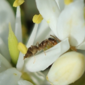 Dolichoderinae (subfamily) at Hughes Grassy Woodland - 30 Jan 2024