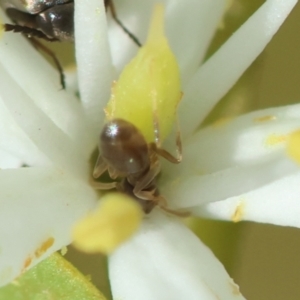 Dolichoderinae (subfamily) at Hughes Grassy Woodland - 30 Jan 2024