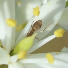 Dolichoderinae (subfamily) at Hughes Grassy Woodland - 30 Jan 2024 05:36 PM