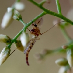 Chironomidae (family) (Non-biting Midge) at Hughes, ACT - 30 Jan 2024 by LisaH