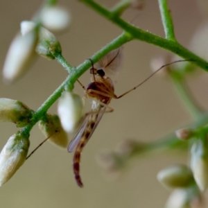 Chironomidae (family) at Hughes Grassy Woodland - 30 Jan 2024