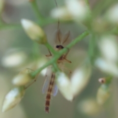 Chironomidae (family) at Hughes Grassy Woodland - 30 Jan 2024 05:30 PM