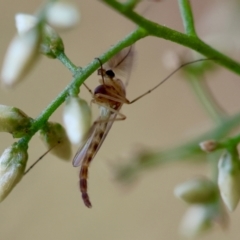 Chironomidae (family) at Hughes Grassy Woodland - 30 Jan 2024 05:30 PM