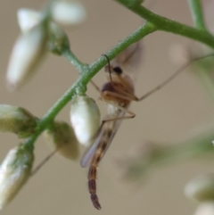 Chironomidae (family) at Hughes Grassy Woodland - 30 Jan 2024 05:30 PM