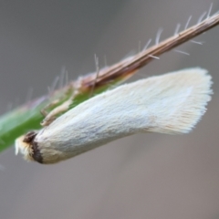 Oecophoridae (family) (Unidentified Oecophorid concealer moth) at Hughes, ACT - 30 Jan 2024 by LisaH