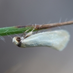 Oecophoridae (family) at Undefined Area - 30 Jan 2024 05:27 PM