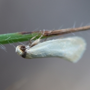 Oecophoridae (family) at GG154 - 30 Jan 2024