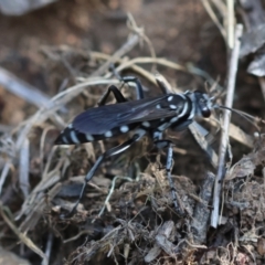 Turneromyia sp. (genus) (Zebra spider wasp) at Hughes Grassy Woodland - 30 Jan 2024 by LisaH