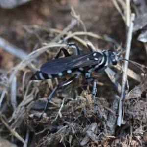 Turneromyia sp. (genus) at Red Hill to Yarralumla Creek - 30 Jan 2024