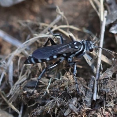 Turneromyia sp. (genus) (Zebra spider wasp) at Red Hill to Yarralumla Creek - 30 Jan 2024 by LisaH