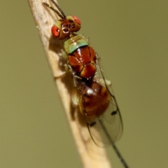 Megastigmus sp. (genus) (Parasitic wasp) at GG165 - 30 Jan 2024 by LisaH