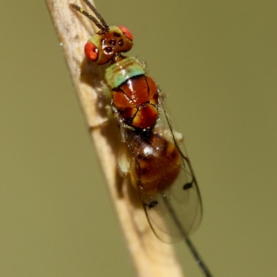 Megastigmus sp. (genus) (Parasitic wasp) at Hughes Grassy Woodland - 30 Jan 2024 by LisaH