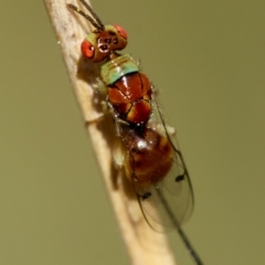 Megastigmus sp. (genus) (Parasitic wasp) at Hughes, ACT - 30 Jan 2024 by LisaH