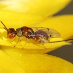 Megastigmus sp. (genus) at GG165 - 30 Jan 2024