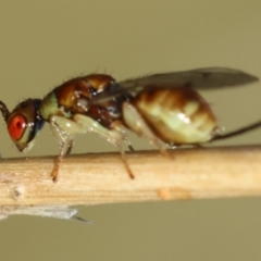 Megastigmus sp. (genus) at GG165 - 30 Jan 2024