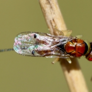 Megastigmus sp. (genus) at GG165 - 30 Jan 2024