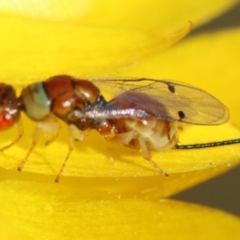 Megastigmus sp. (genus) at GG165 - 30 Jan 2024