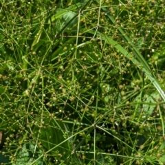 Alisma plantago-aquatica (Water Plantain) at Watson Green Space - 30 Jan 2024 by AniseStar