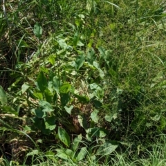 Alisma plantago-aquatica at Watson Green Space - 30 Jan 2024 12:40 PM