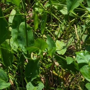 Alisma plantago-aquatica at Watson Green Space - 30 Jan 2024 12:40 PM