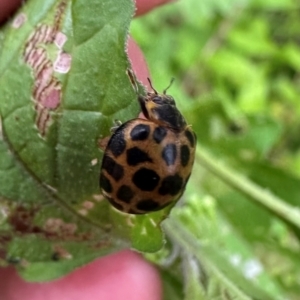 Harmonia conformis at Kangaroo Valley, NSW - 30 Jan 2024